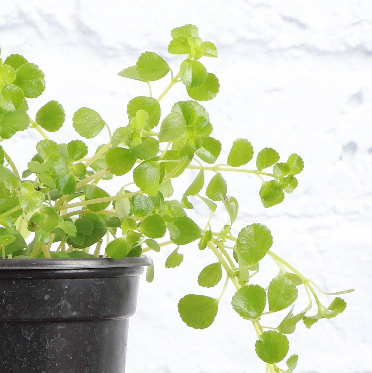 Green Baby Tears, Pilea Depressa - 4" Live Plant