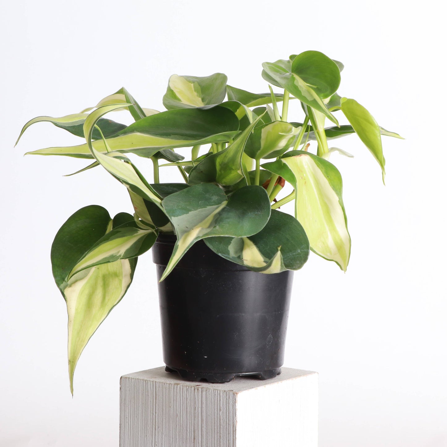 Silver Stripe Philodendron - 4" Live Plant