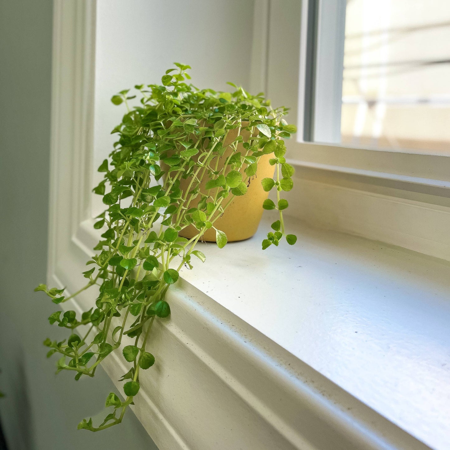 Green Baby Tears, Pilea Depressa - 4" Live Plant