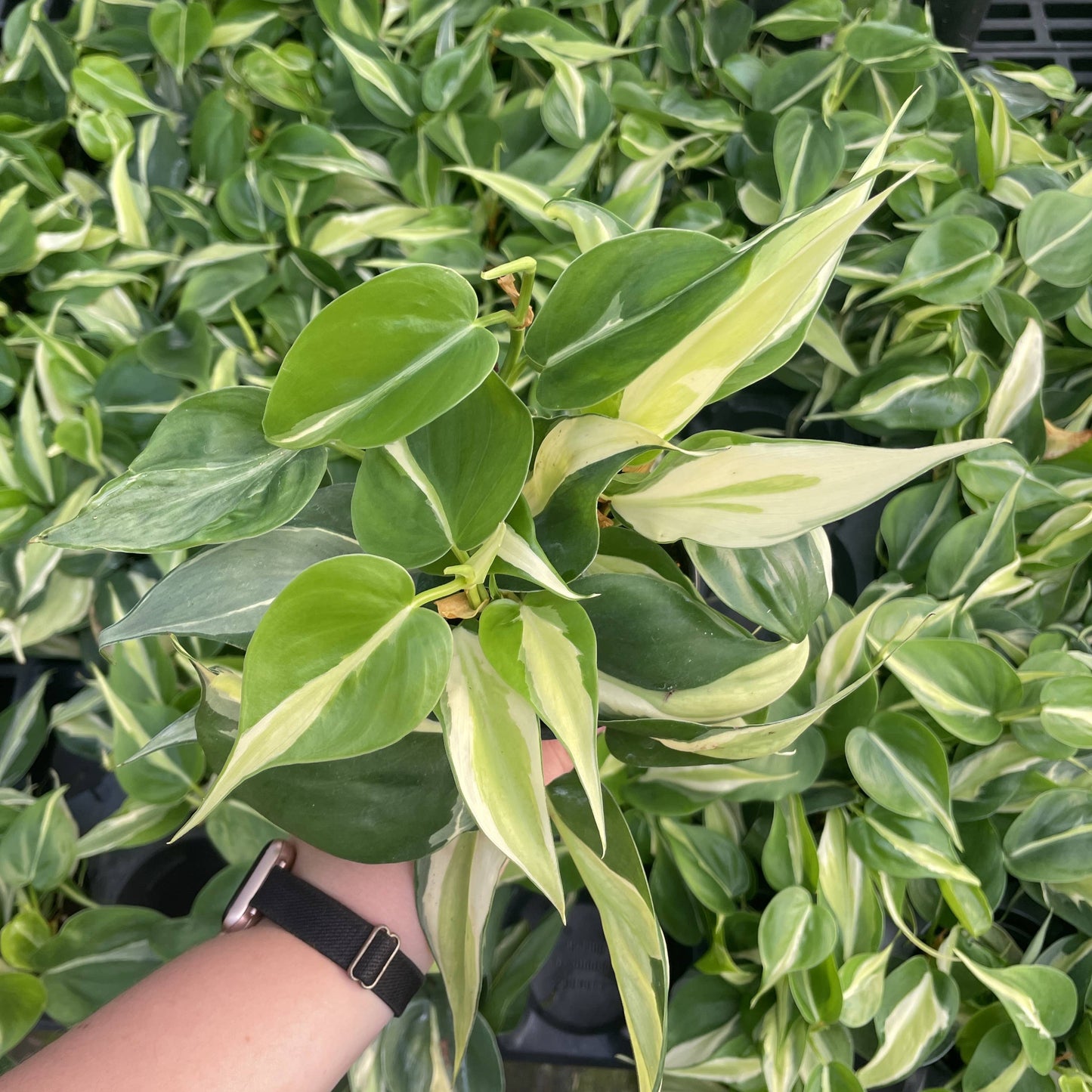 Silver Stripe Philodendron - 4" Live Plant