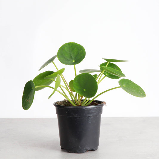 Pilea Peperomioides - 4" Live Plant