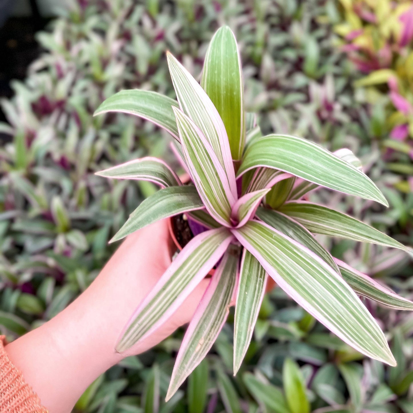 Tricolor Oyster Tradescantia - 4" Live Plant