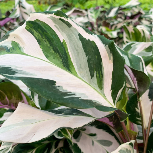 Calathea 'Stella' - 4" Live Plant