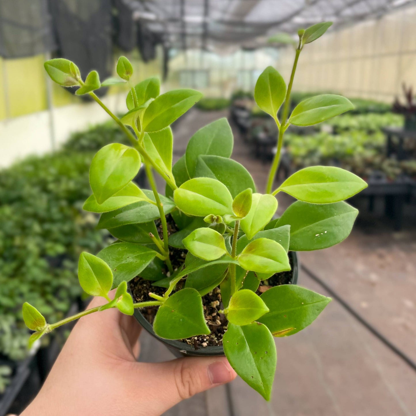 Lipstick Plant - 4" Live Plant