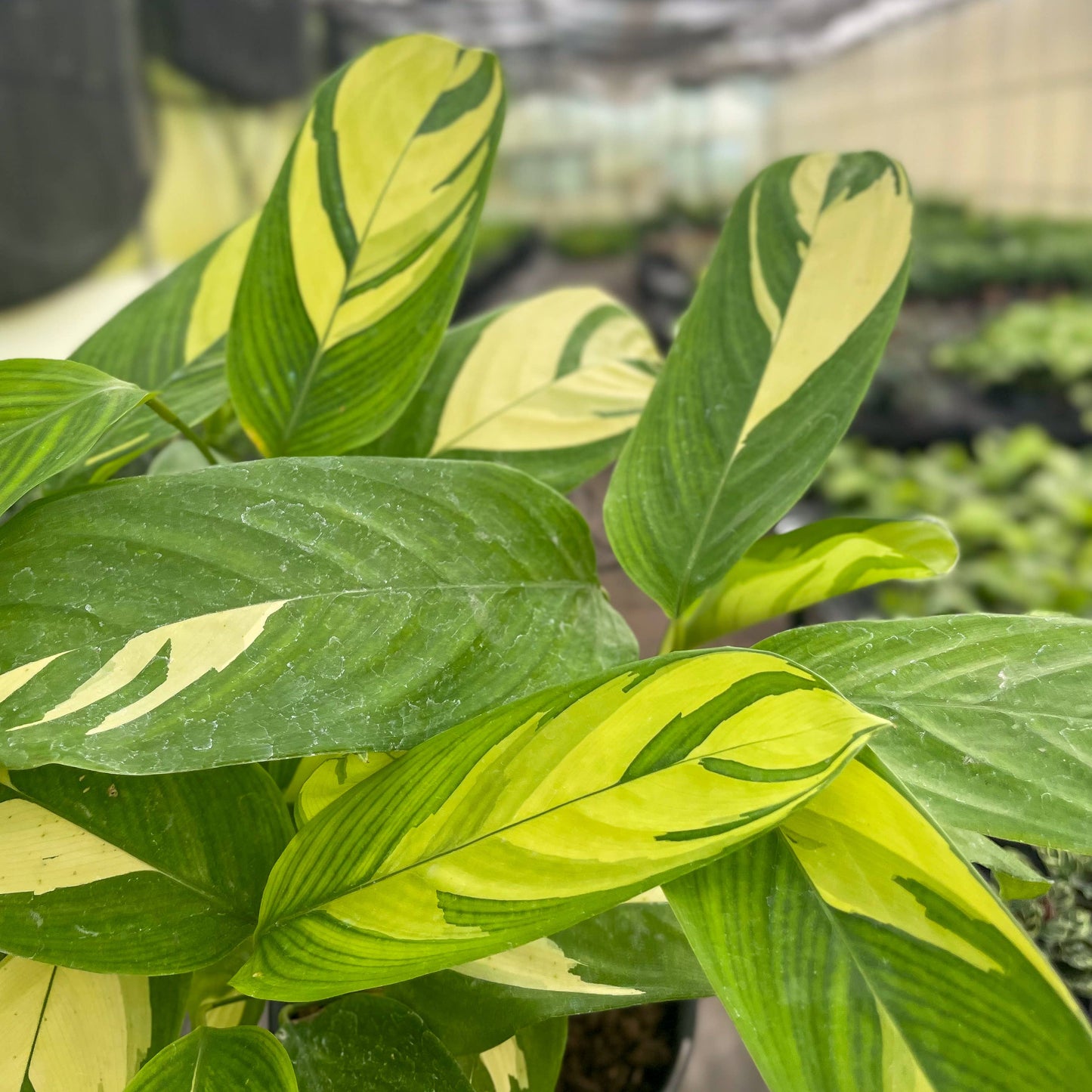 Calathea Pilosa