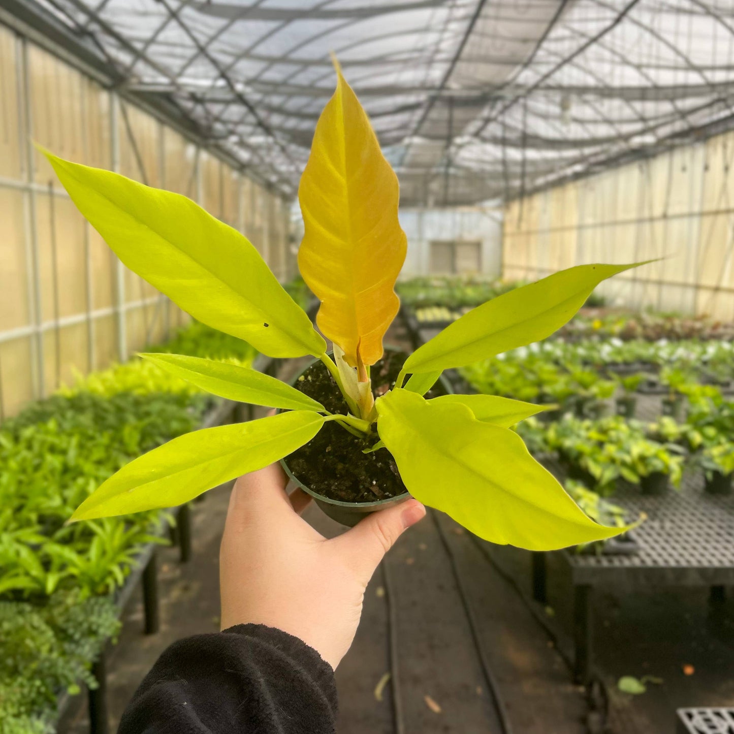 Golden Crocodile Philodendron - 4" Live Plant