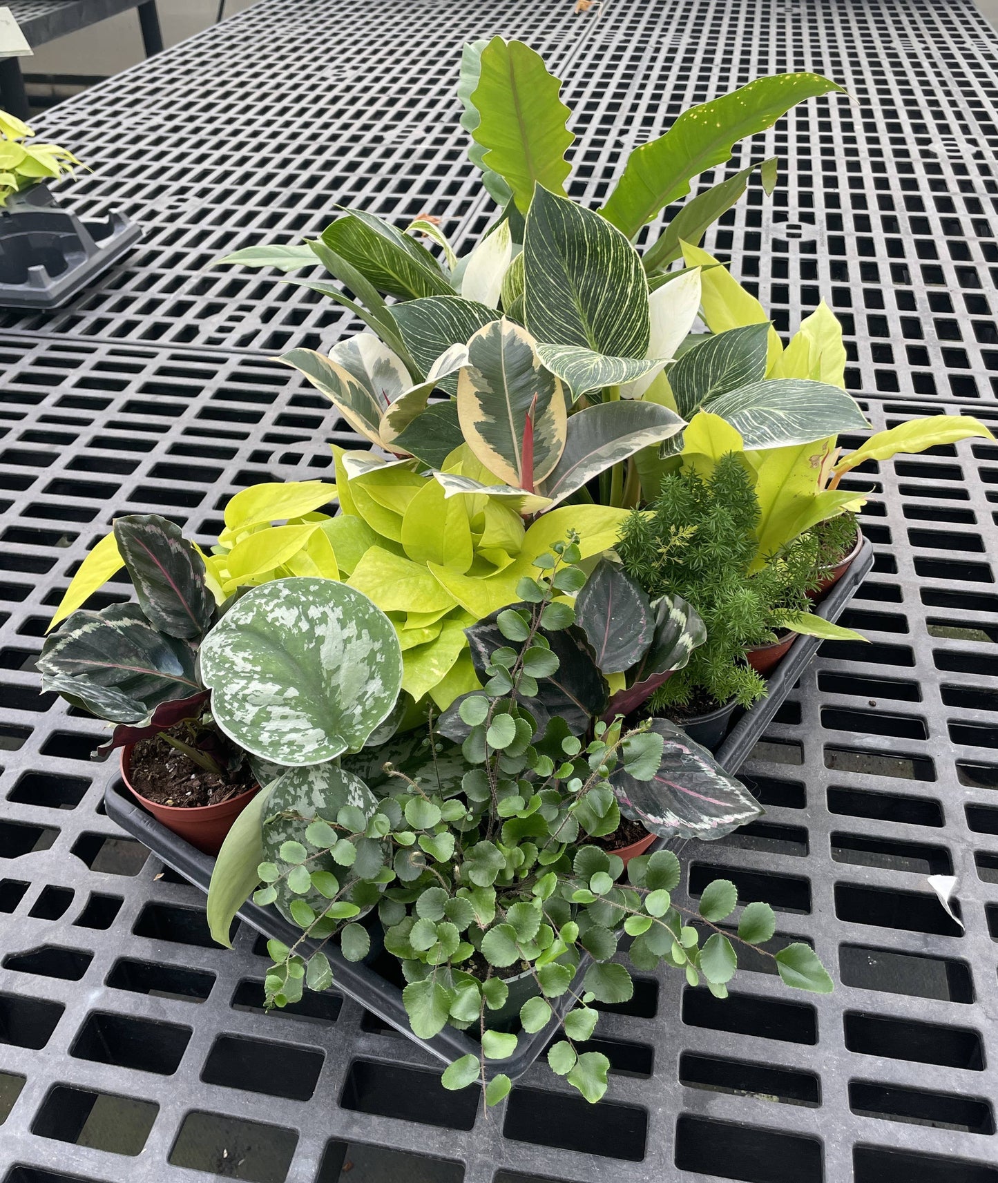 Grower's Choice Houseplant Assortment - 4" Live Plants