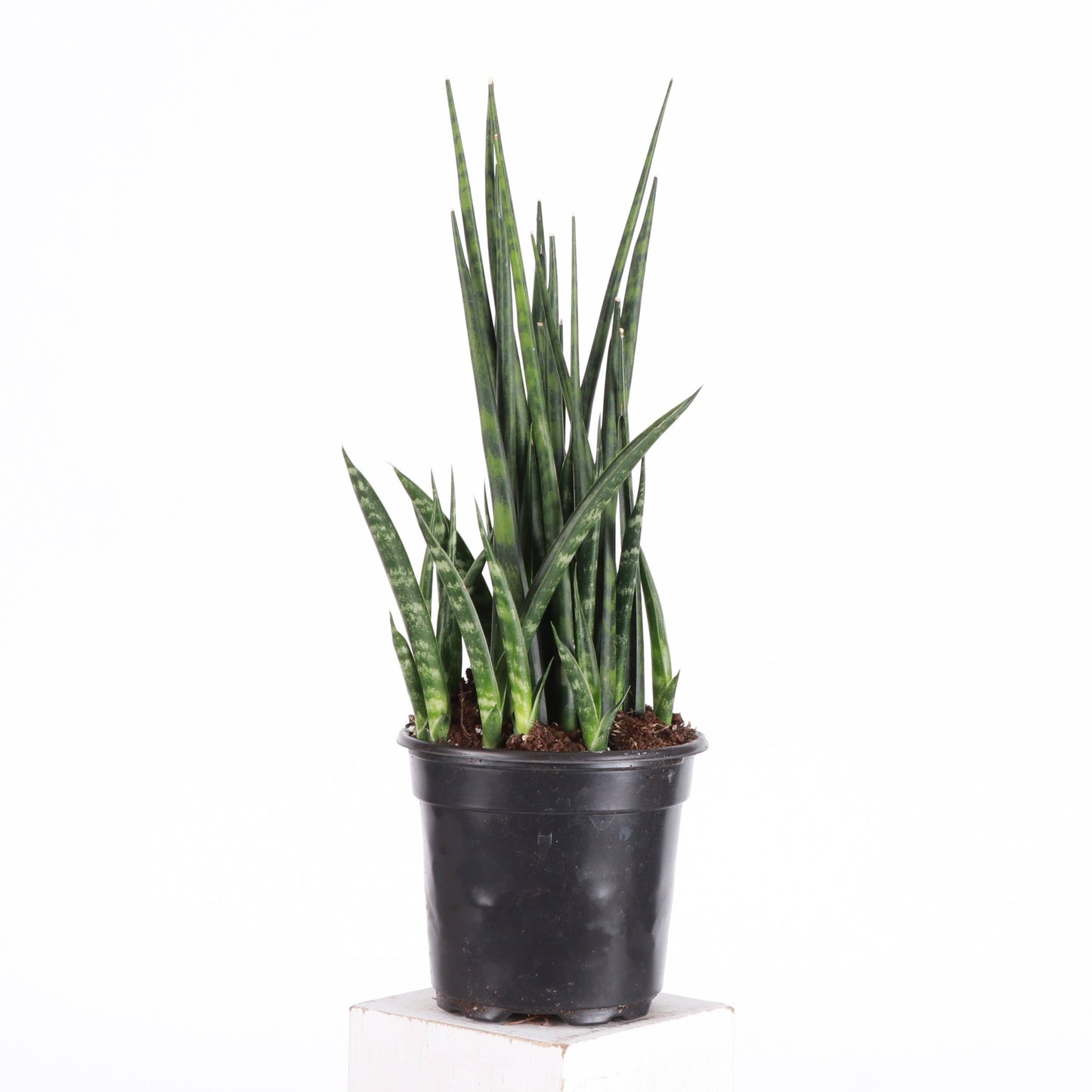 Sansevieria Fernwood - Live Plant