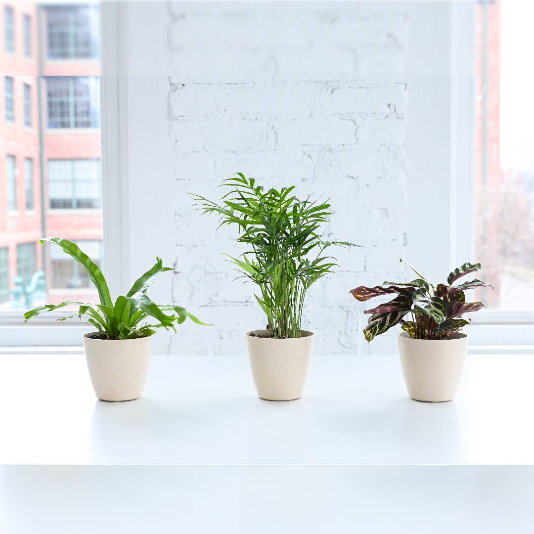 Pet Friendly Houseplant Assortment - 4" Live Plants