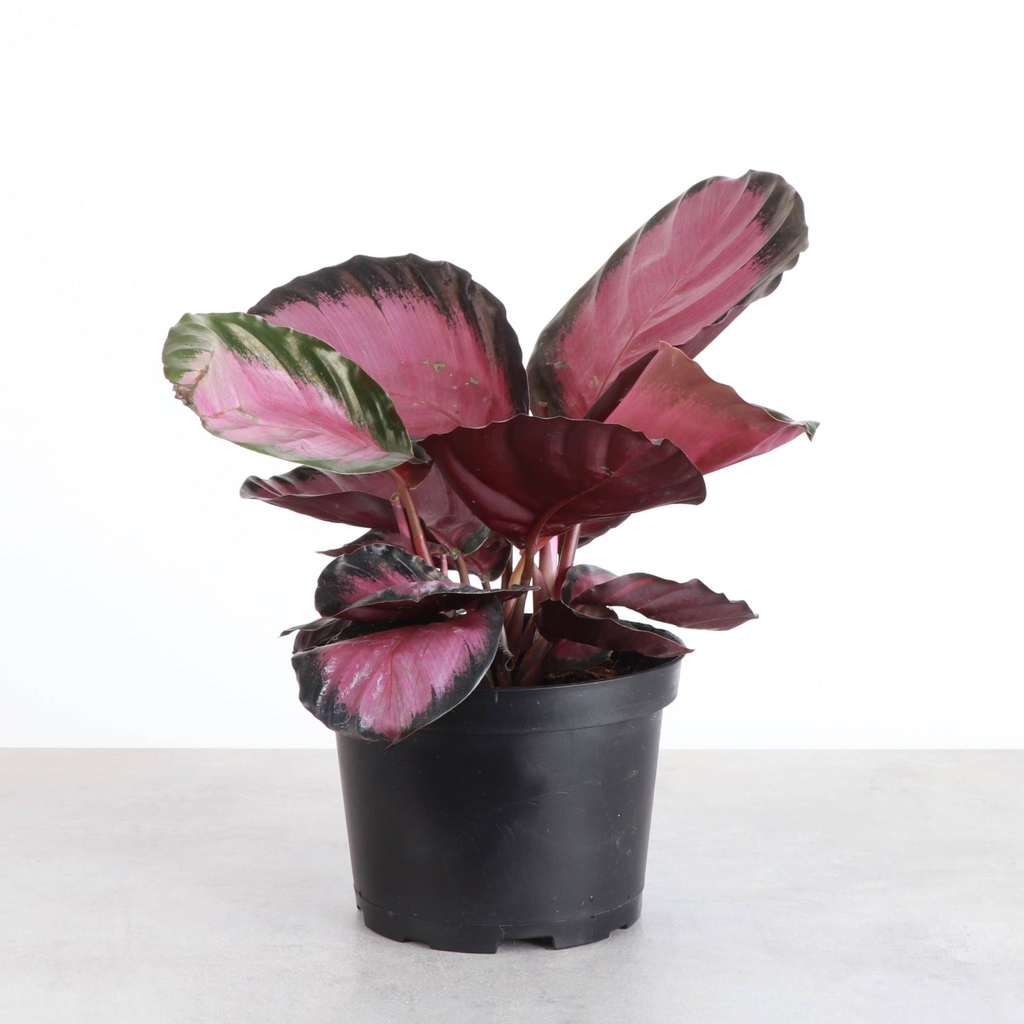 Calathea Pink Star