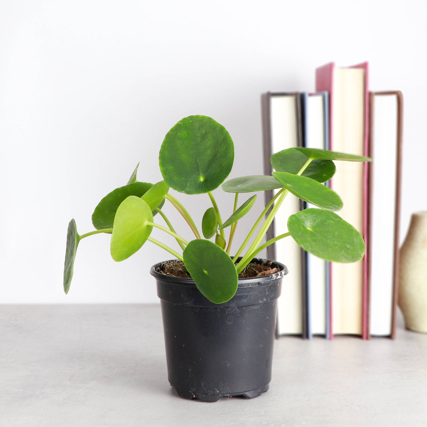 Pilea Peperomioides - 4" Live Plant