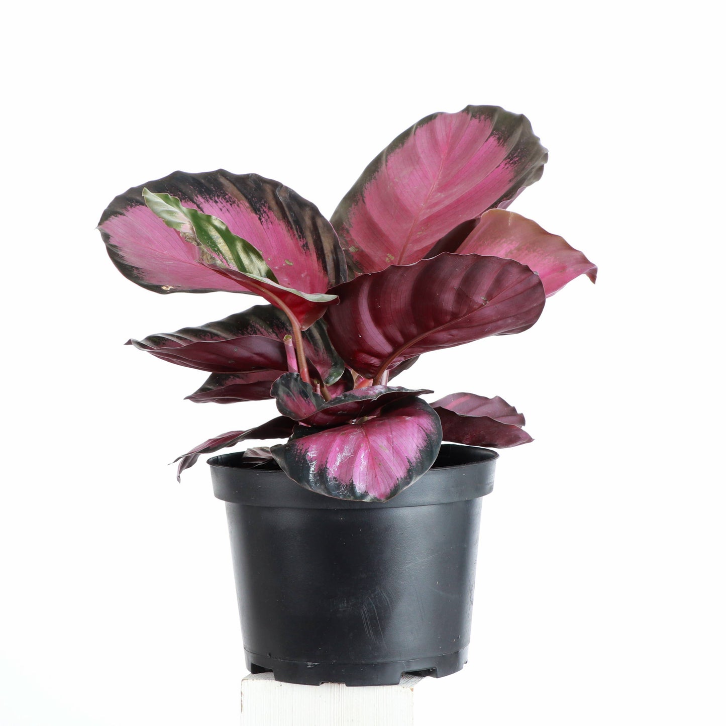 Calathea Pink Star