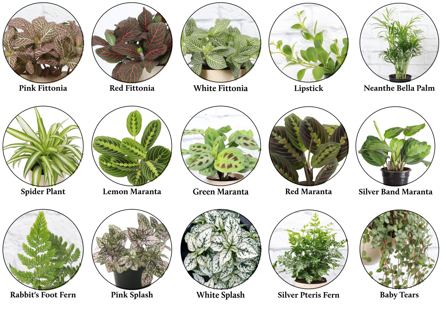 Pet Friendly Houseplant Assortment - 4" Live Plants