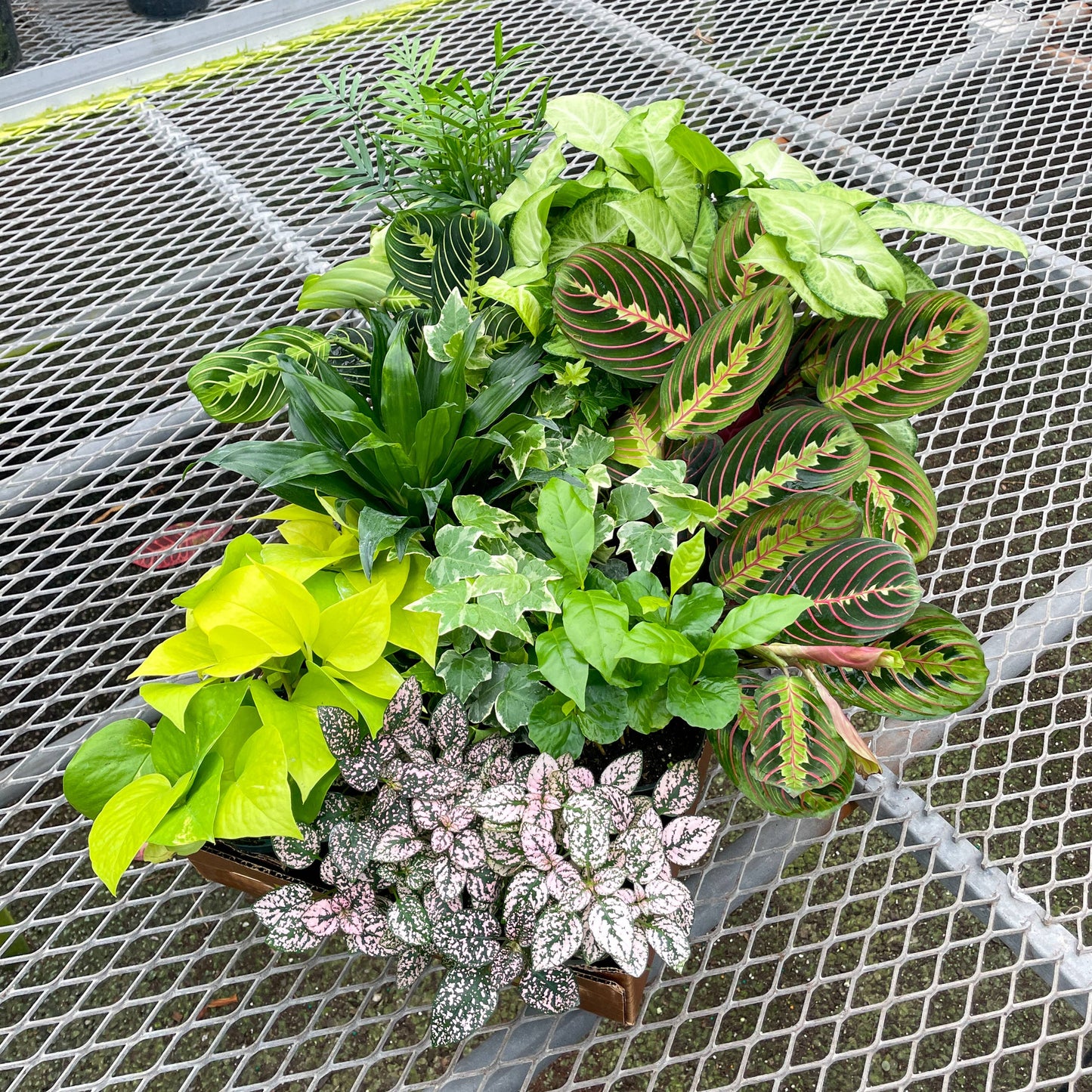 Grower's Choice Houseplant Assortment - 4" Live Plants