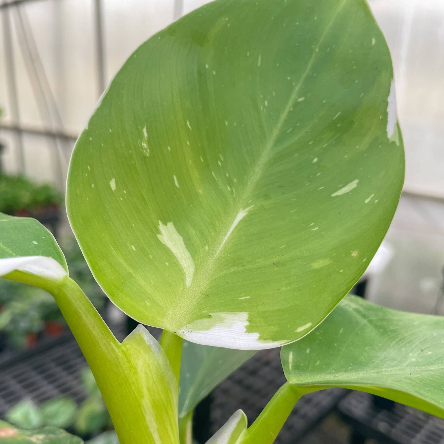 Philodendron White Wizard - 4" Live Plant - Rare