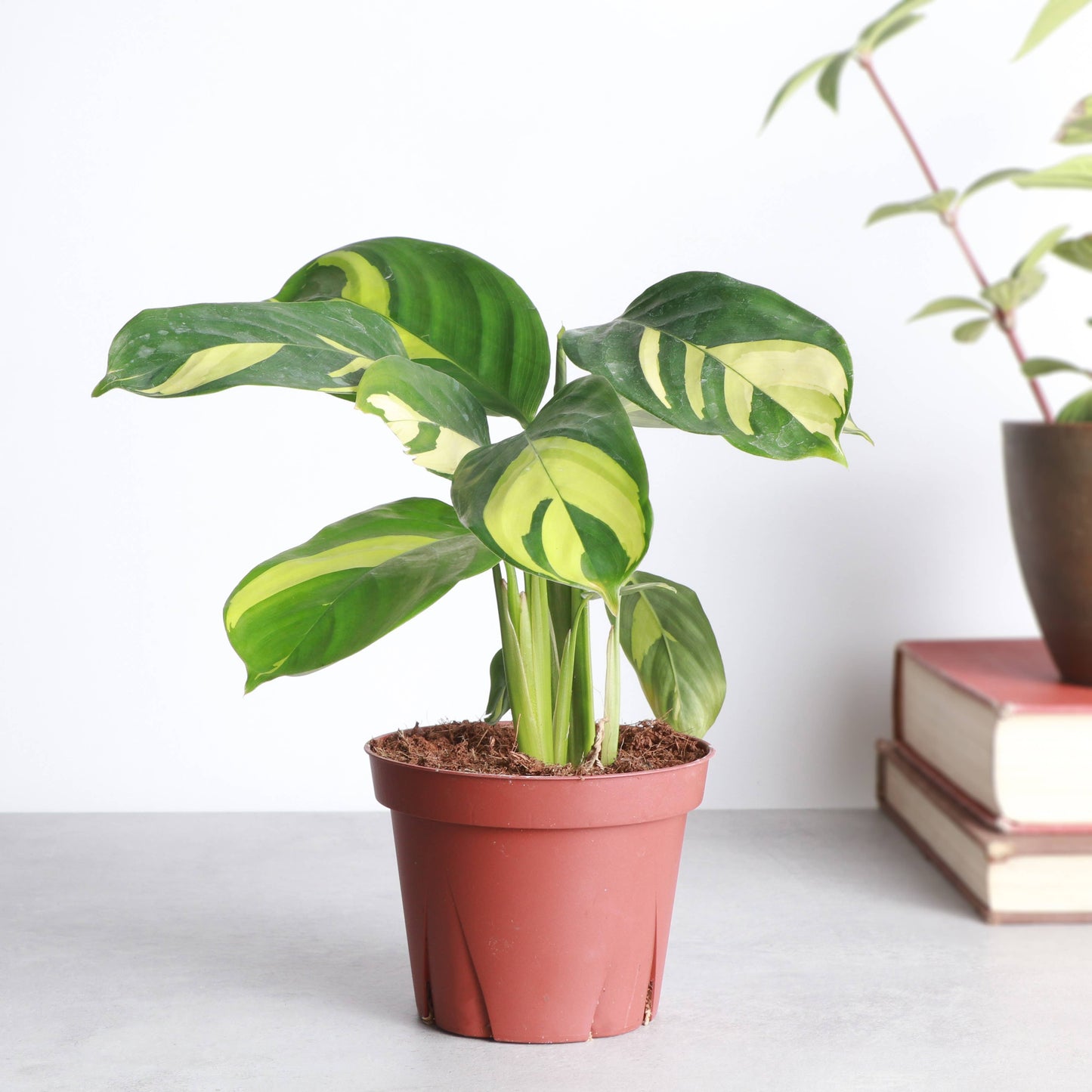 Calathea Pilosa