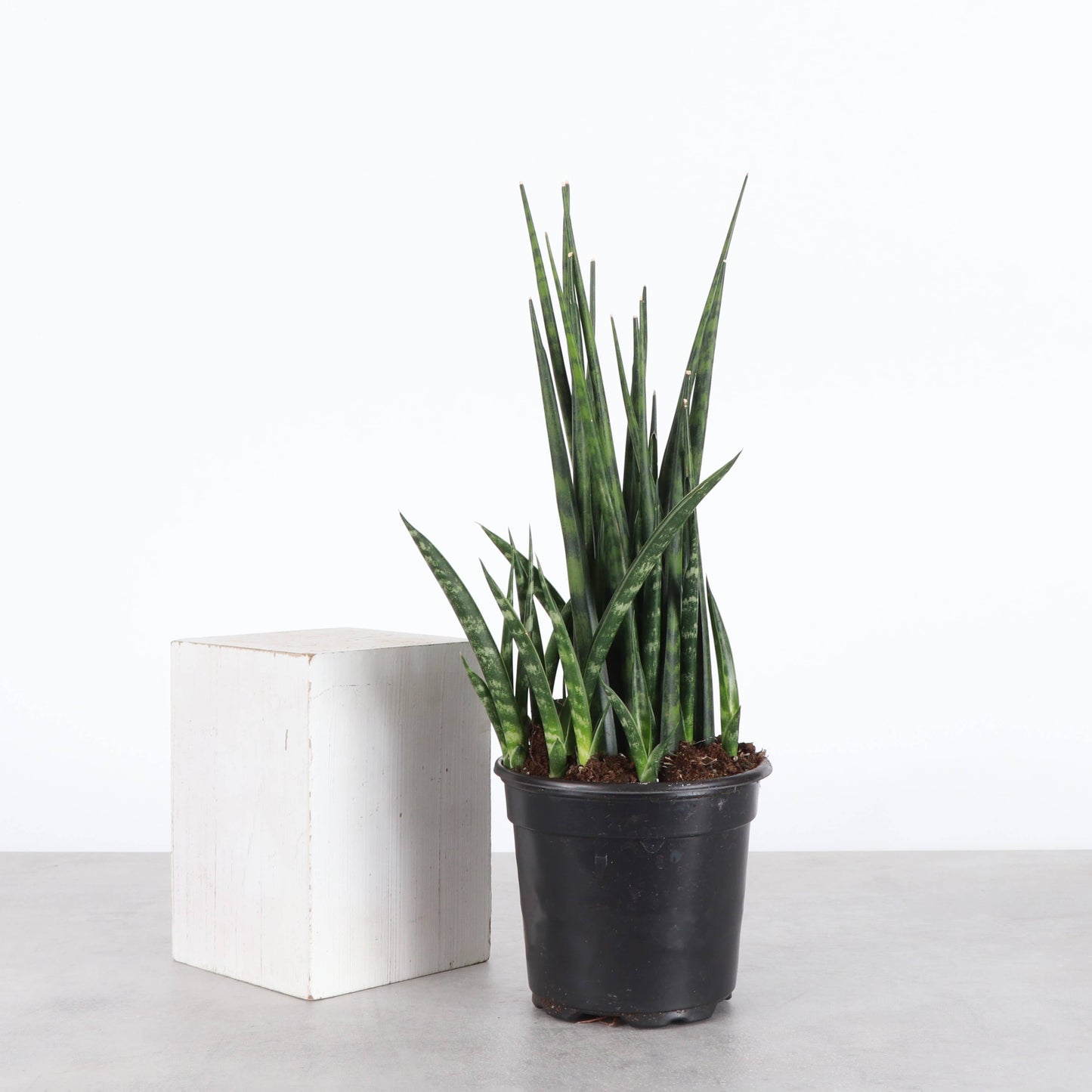 Sansevieria Fernwood - Live Plant