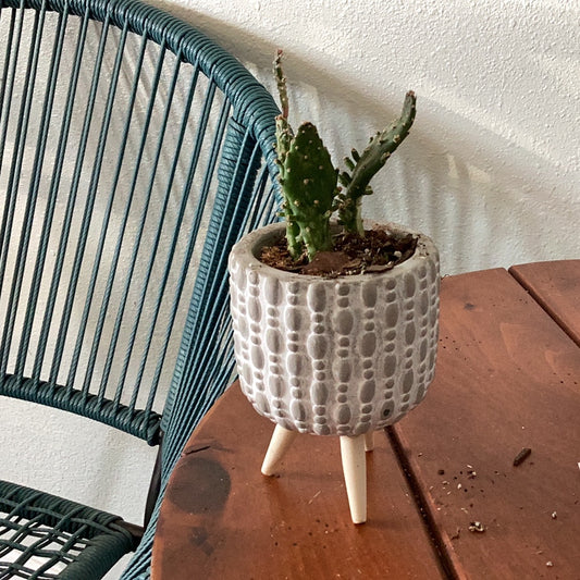 Sm cactus with planter