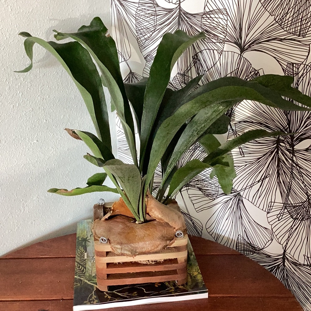 Staghorn planter