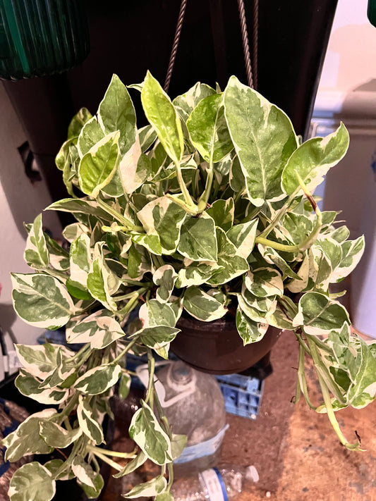 ‘N Joy’ Pothos