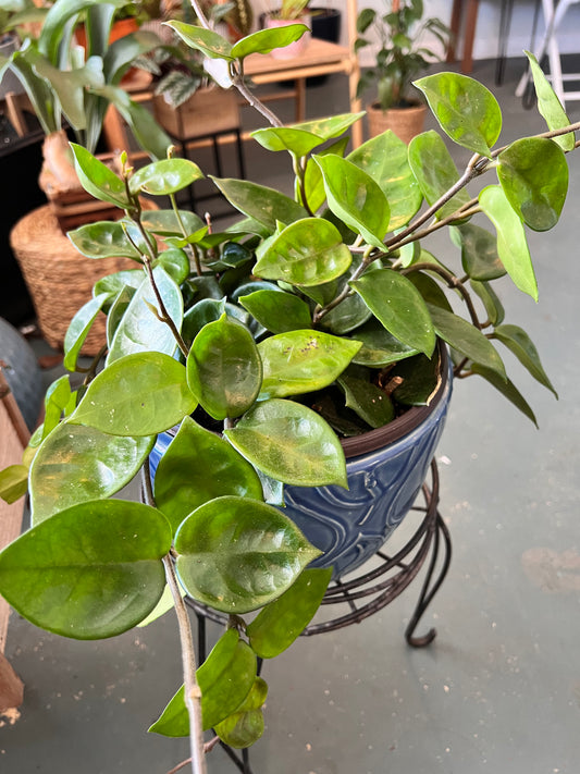 Chelsea Hoya