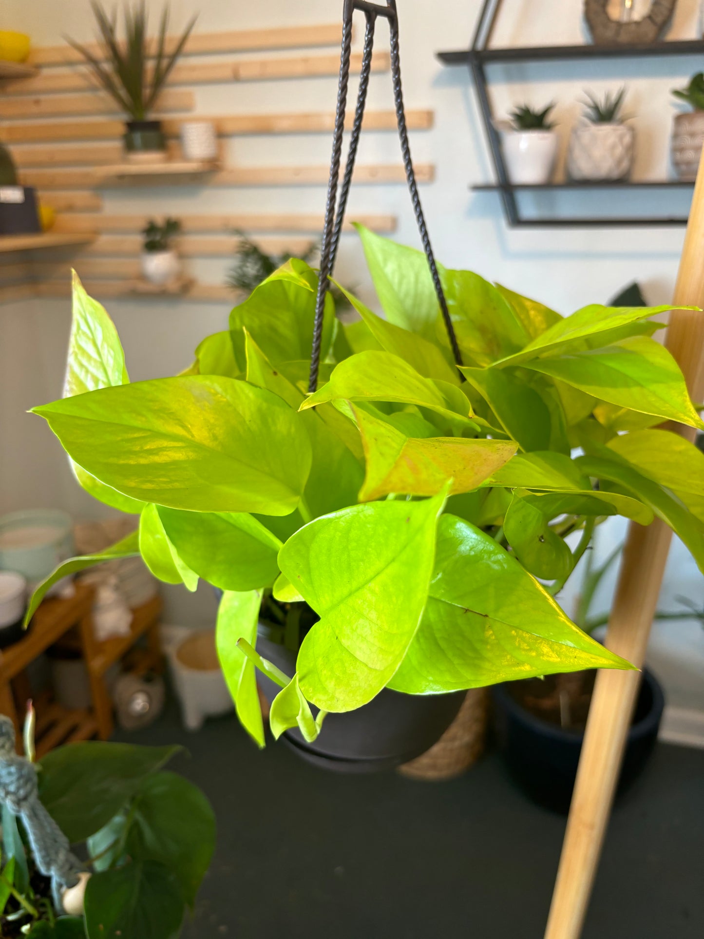 Neon Pothos