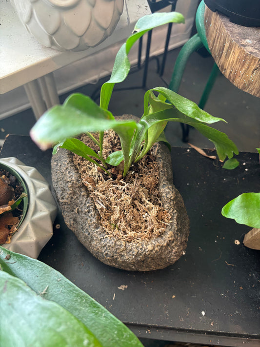 Staghorn in cement