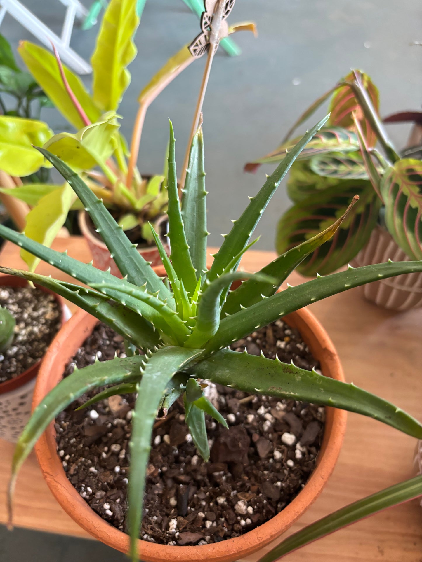 Hedgehog Aloe