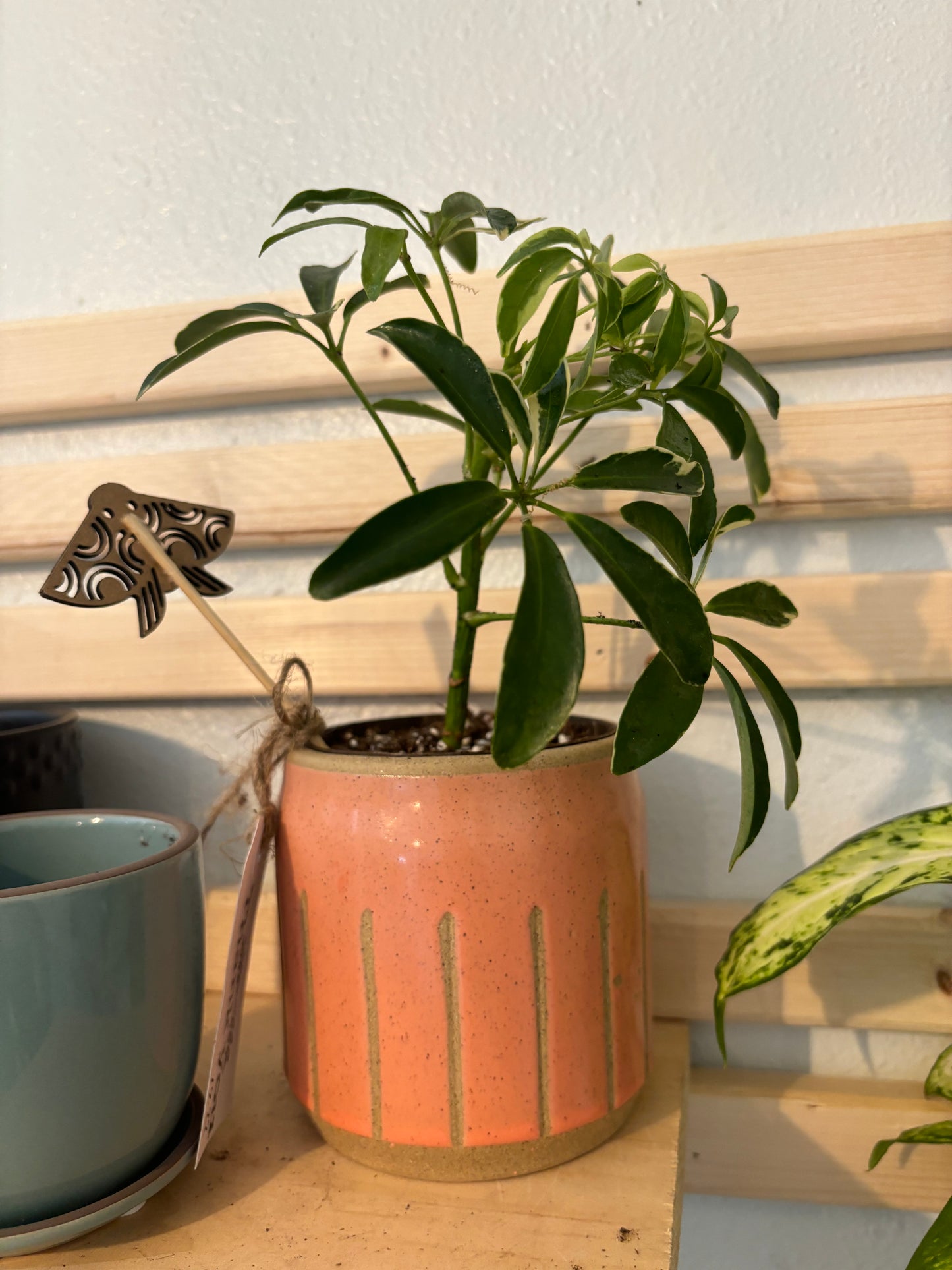 Variegated Dwarf Umbrella Tree