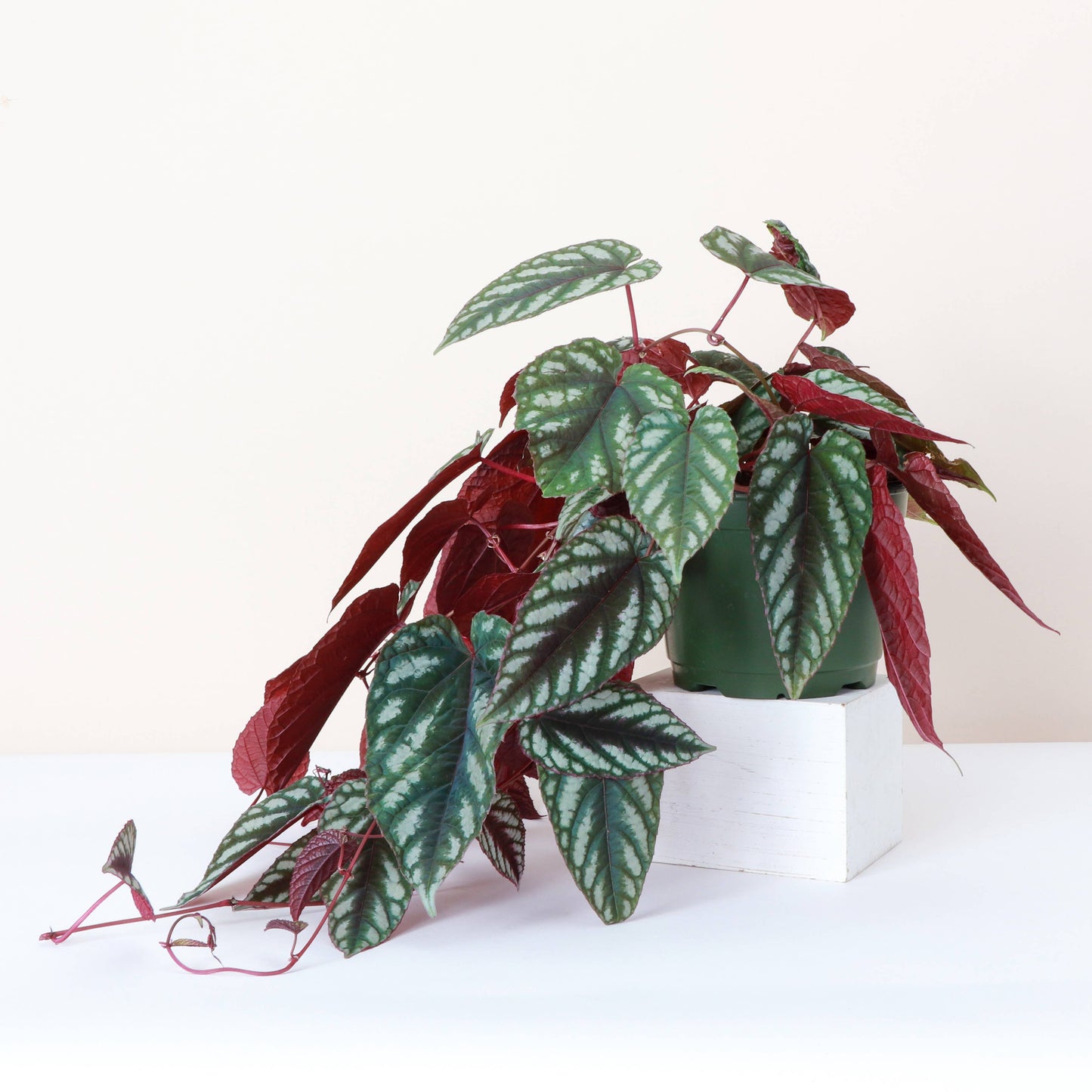 Cissus Discolor - Rex Begonia Vine - Live Plant