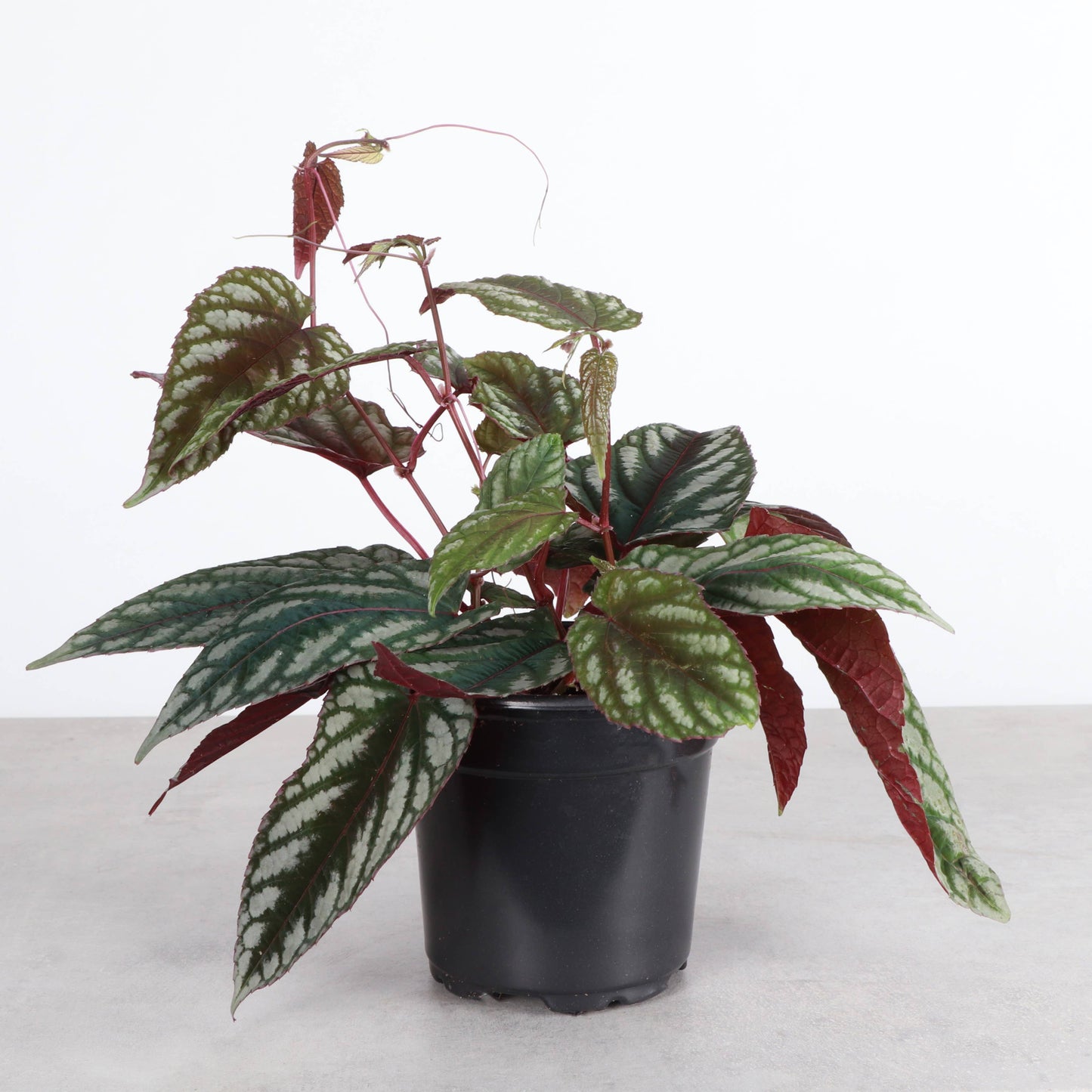 Cissus Discolor - Rex Begonia Vine - Live Plant