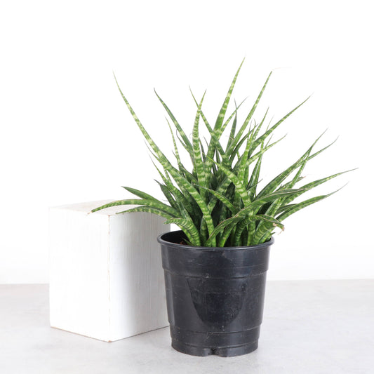 Sansevieria Fernwood - Live Plant