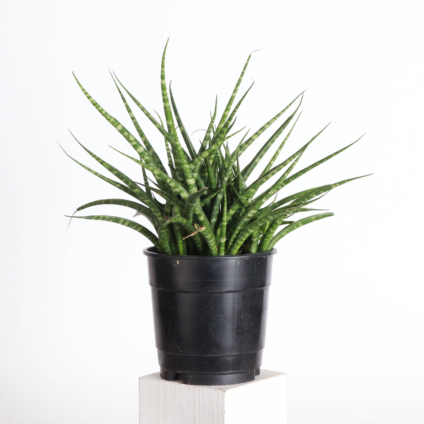 Sansevieria Fernwood - Live Plant