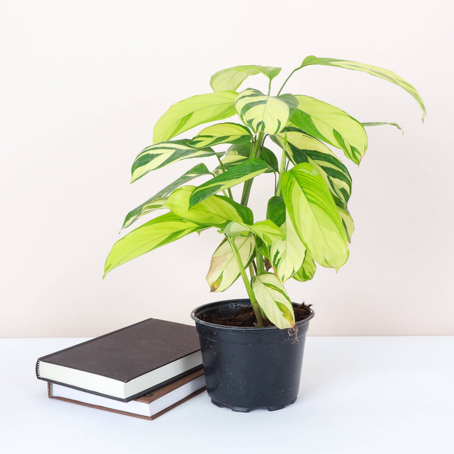 Calathea Pilosa