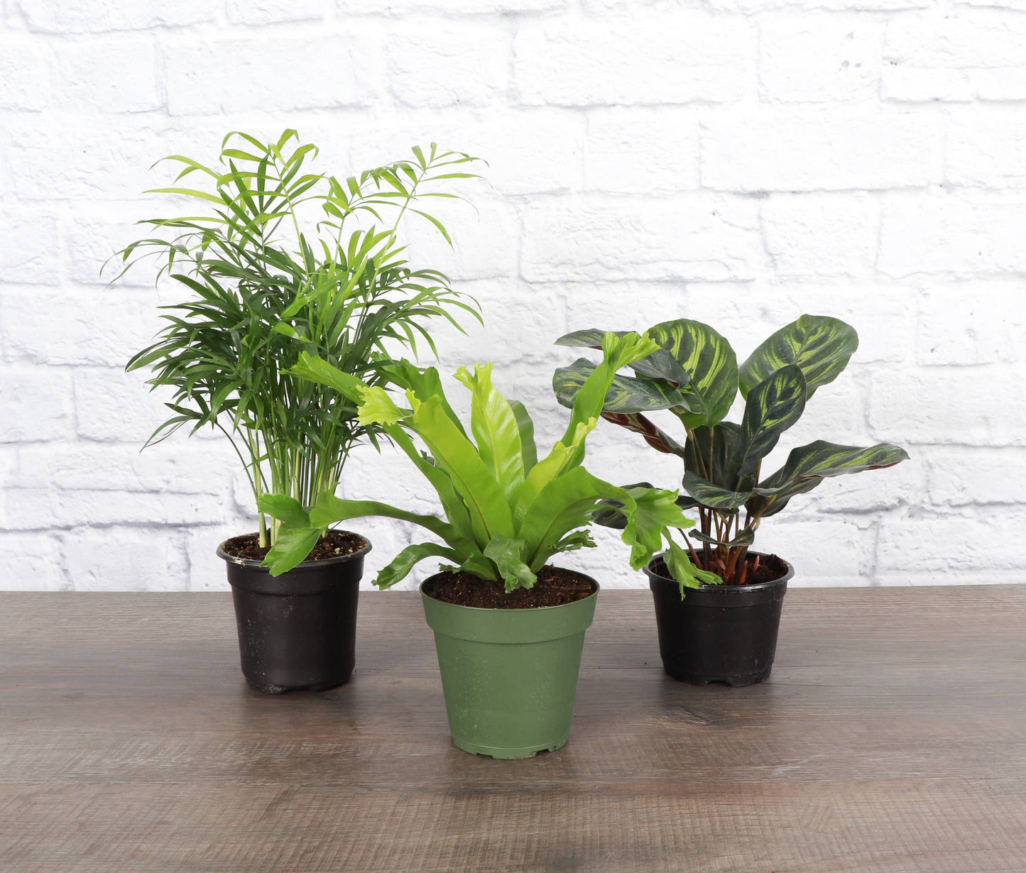 Pet Friendly Houseplant Assortment - 4" Live Plants