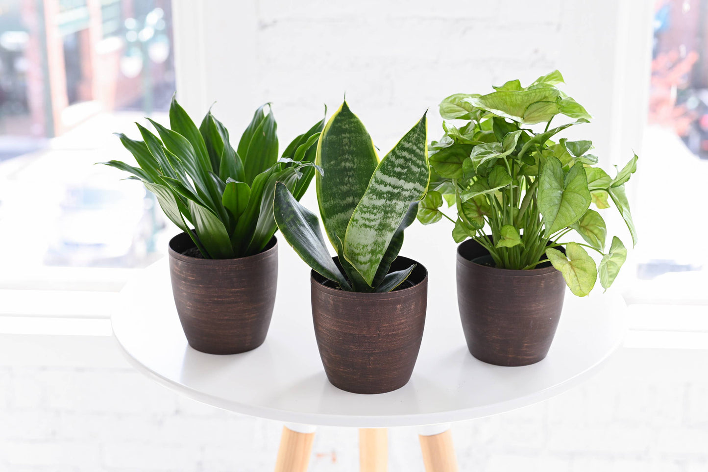 Low Light Houseplant Assortment - 4" Live Plants