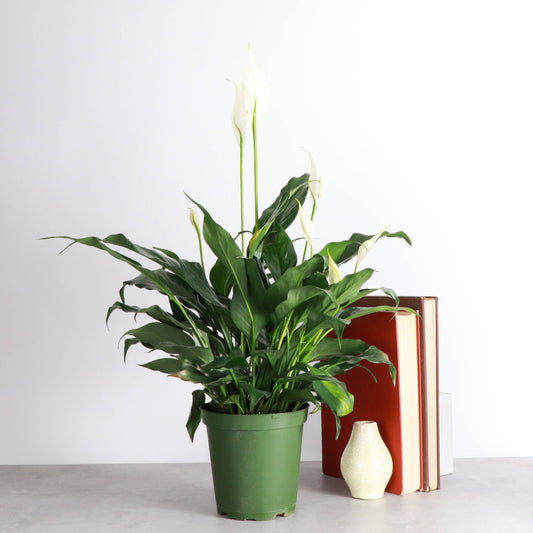 Peace Lily - Live Plant