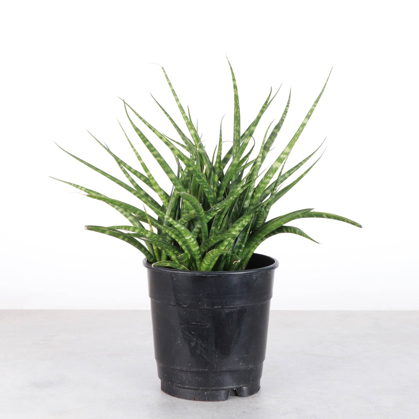 Sansevieria Fernwood - Live Plant