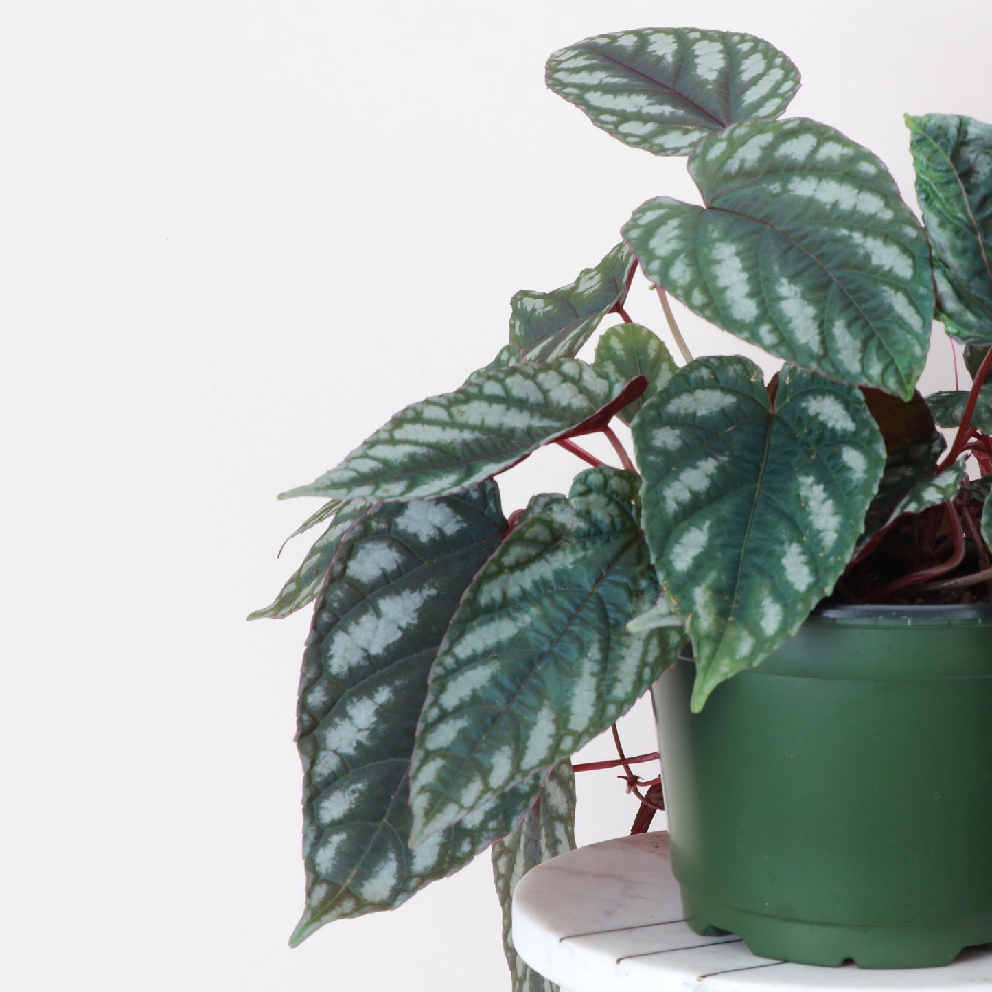 Cissus Discolor - Rex Begonia Vine - Live Plant