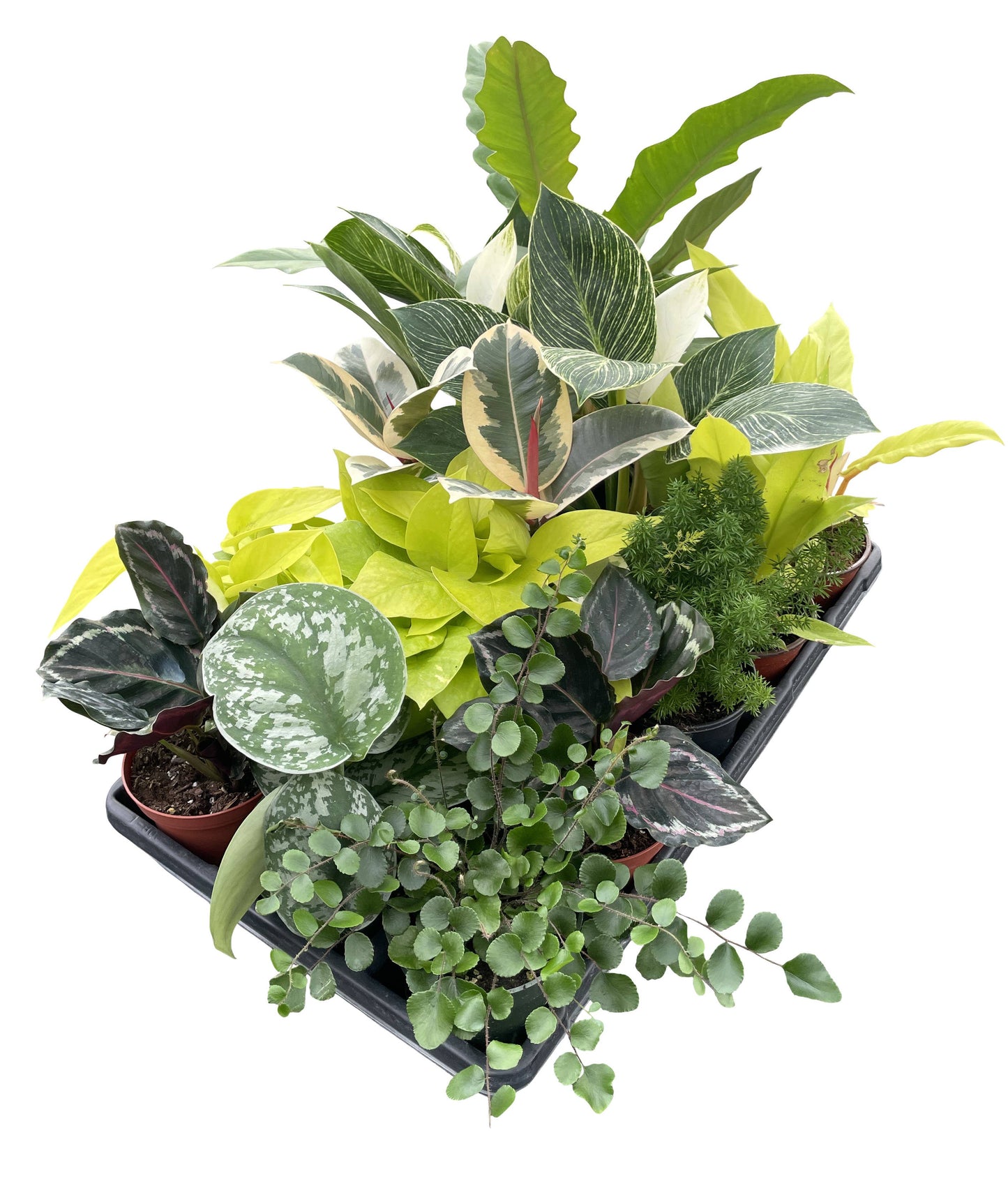 Grower's Choice Houseplant Assortment - 4" Live Plants