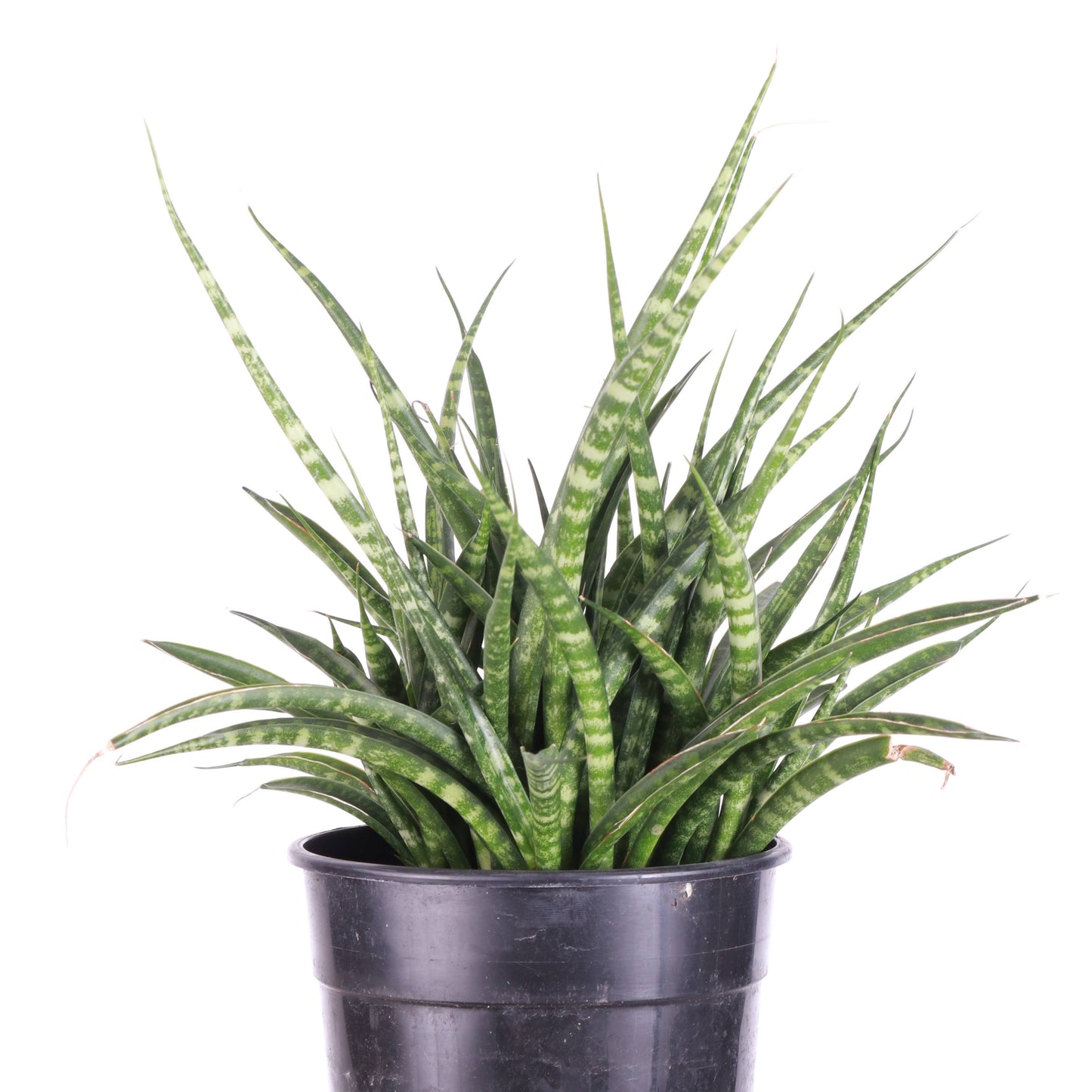 Sansevieria Fernwood - Live Plant