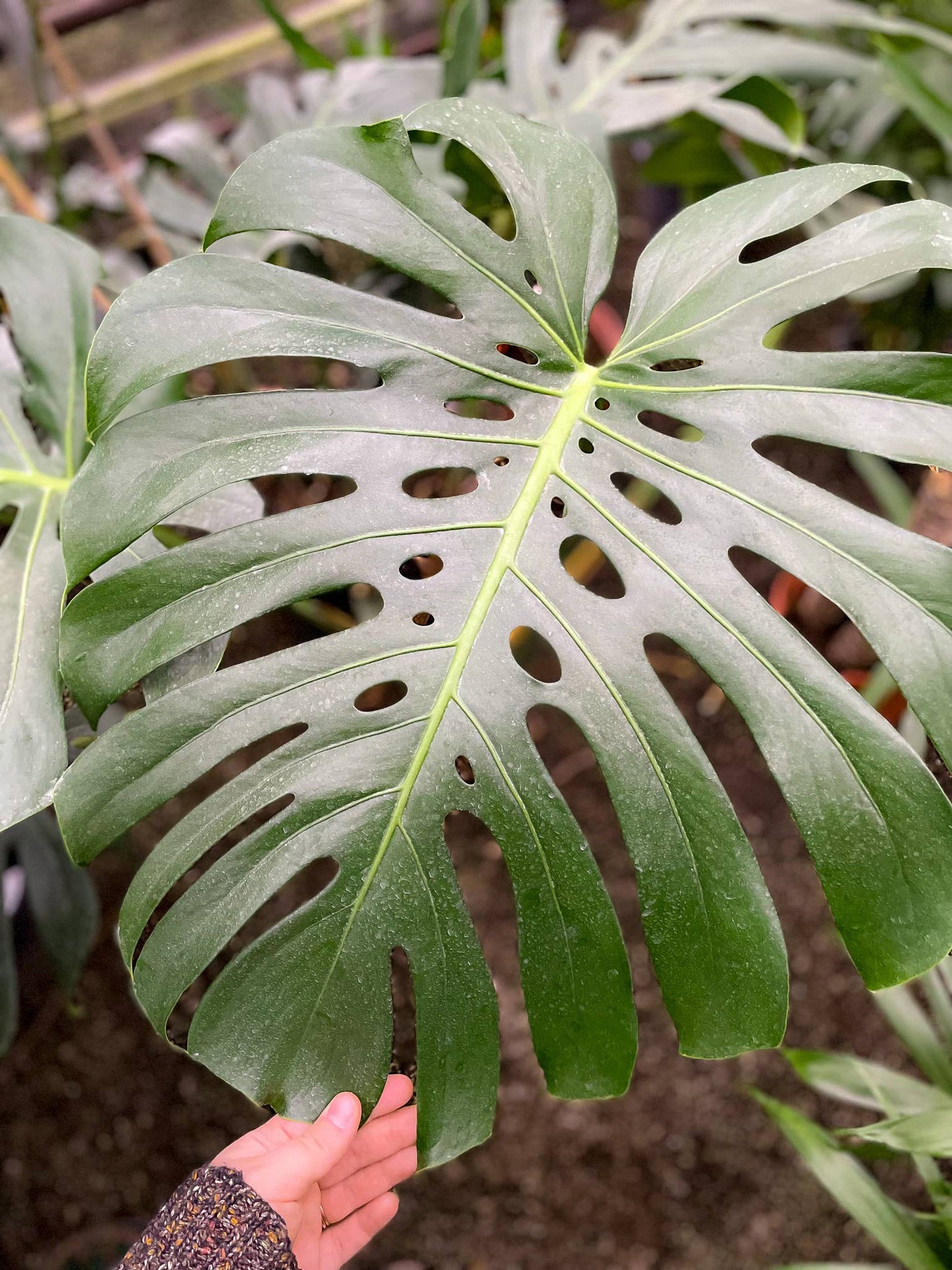 Monstera Deliciosa