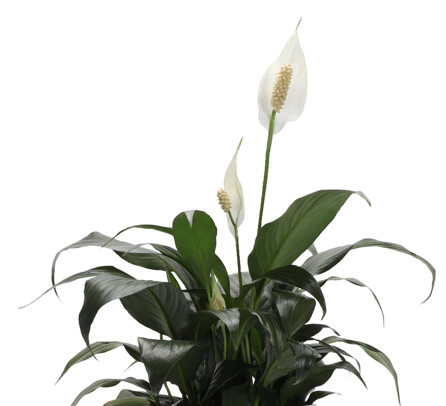 Peace Lily - Live Plant