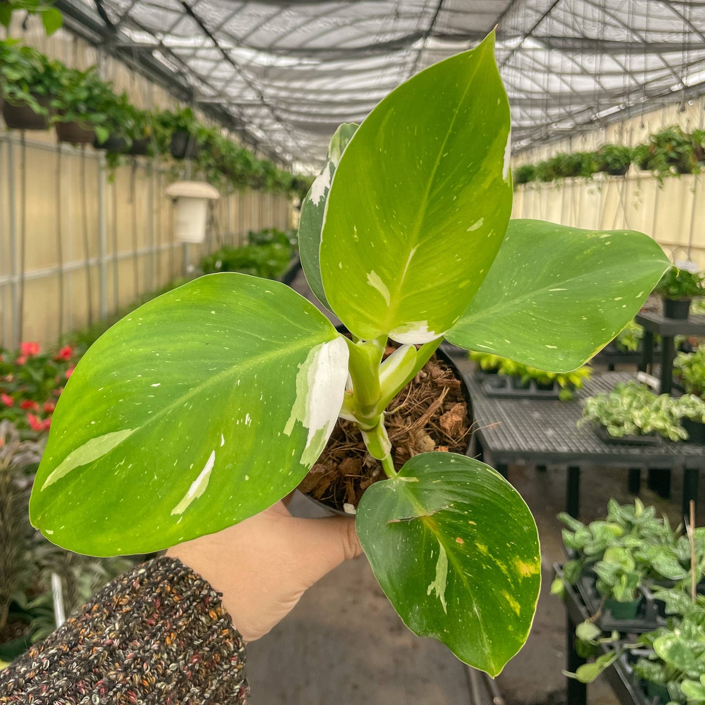 Philodendron White Wizard - 4" Live Plant - Rare