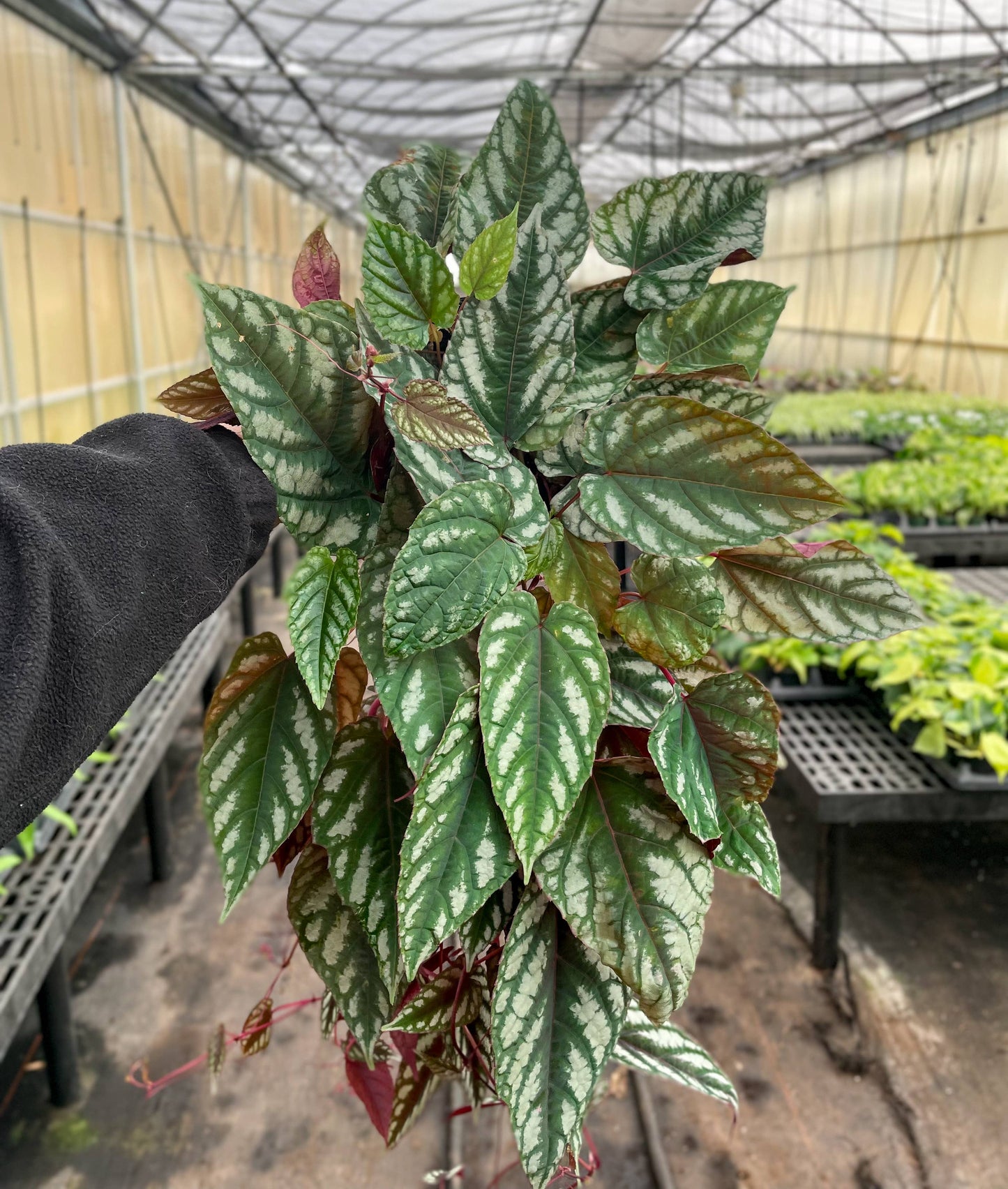 Cissus Discolor - Rex Begonia Vine - Live Plant