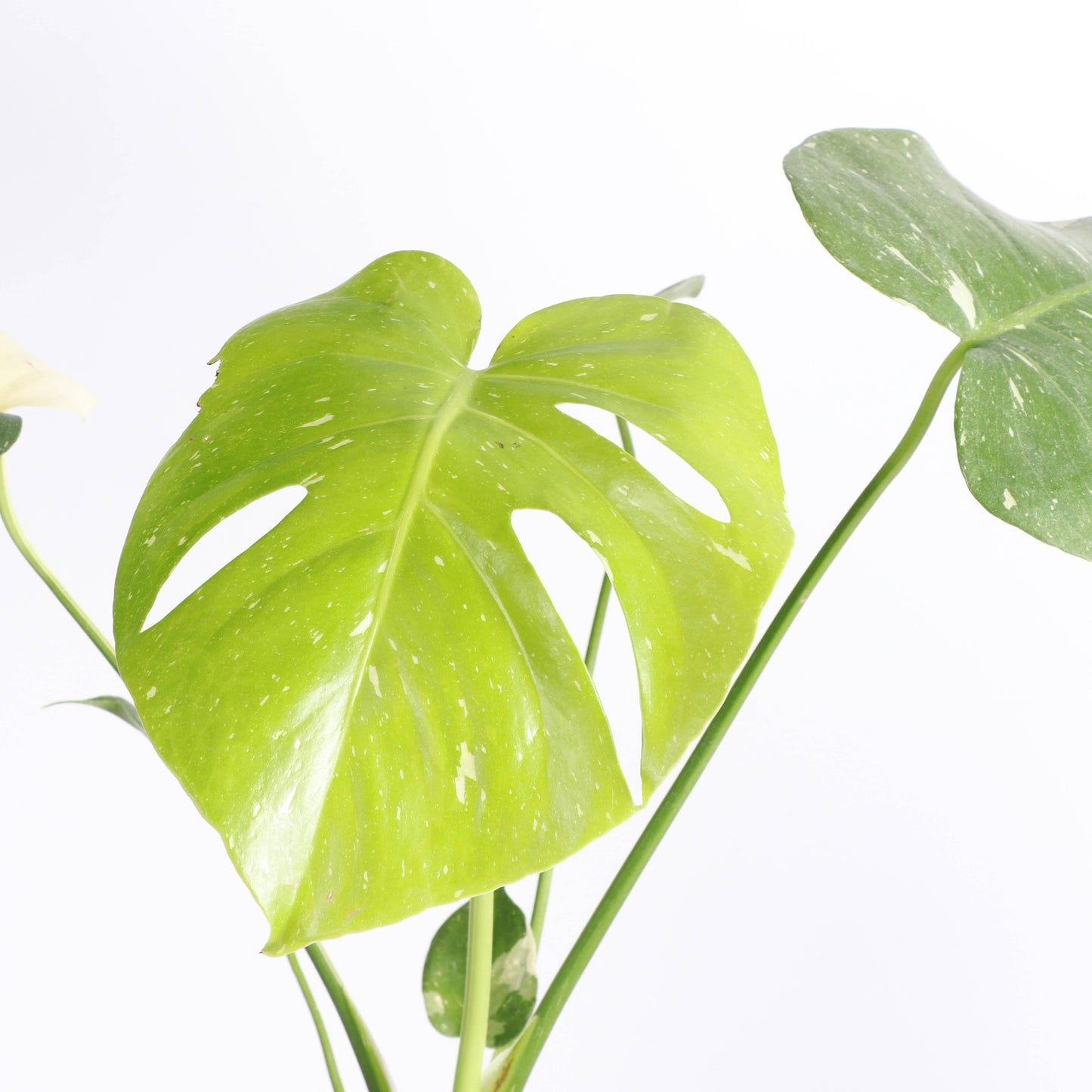 Thai Constellation Monstera - 4" Live Plant - Rare