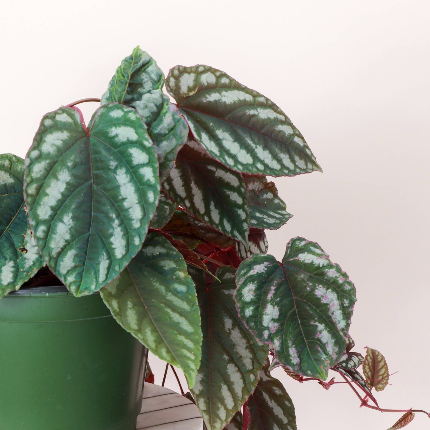 Cissus Discolor - Rex Begonia Vine - Live Plant