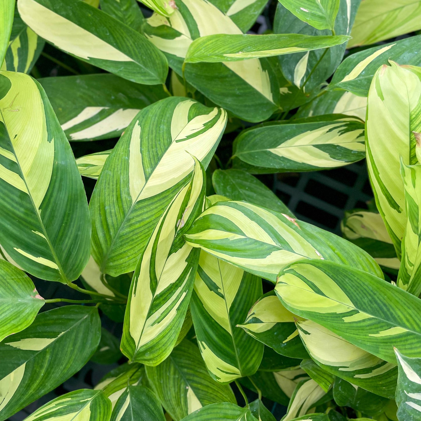 Calathea Pilosa