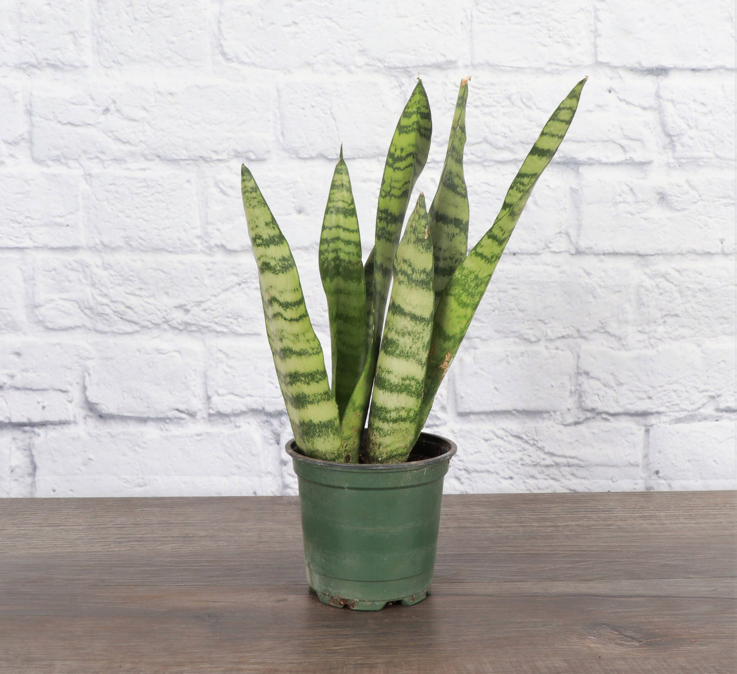 Snake 'Zeylancia',  Snake Plant - Live Plant