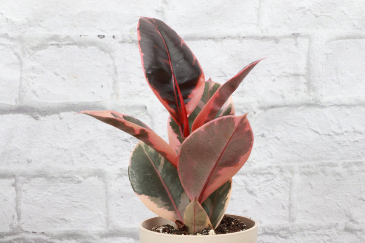 Ruby Rubber Plant - 4" Live Plant